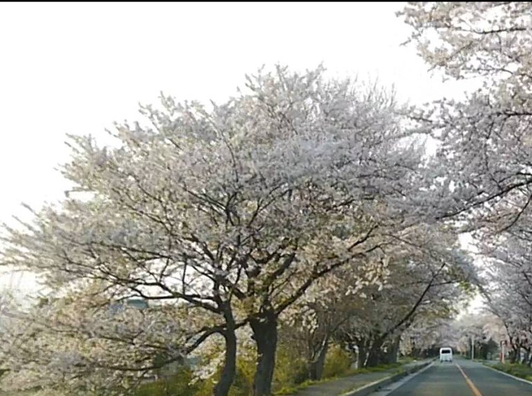 20190409 木曽岬桜並木